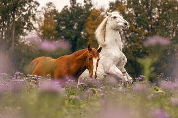 A chestnut brown lusitano and a white spain horse on a wildflower meadow in autumn outdoors