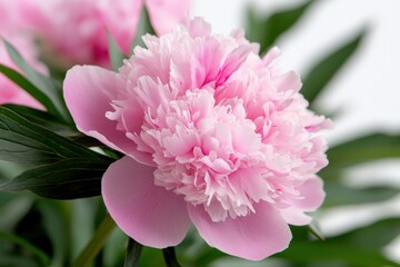 A pink flower with green leaves
