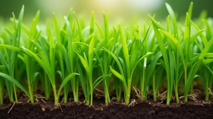 Obraz premium A close-up view of healthy grass blades, showcasing their rich green color and strong roots