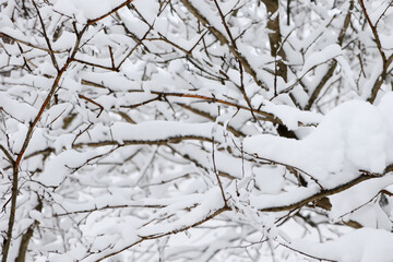 Obraz premium Close up of a tree covered in snow. A tree branch in winter with snow and nature. A tree with branches in the snow. A tree with branches and snow in lifestyle winter nature.