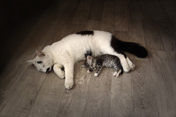 Fototapeta premium Cat and kitten.