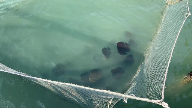 A slow motion shot of pink salmon splashing in a fishing net. Close-up of fish jumping out of the water
