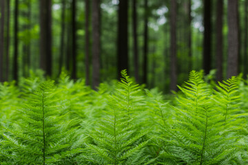 A lush green forest with a few trees in the background