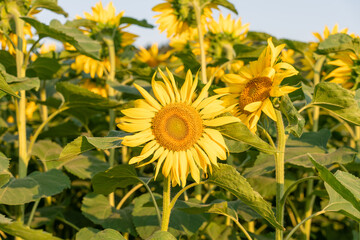 Beautiful sunflower field in the summer, with blue sky and luminescent sunflower. One central sunflower in focus.  Concept of summer.