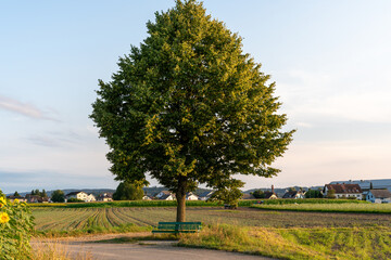 Tree with bench in the Swiss landscape, with sunflowers and a small community in the background. Peaceful and serene scene under a blue sky with some clouds.