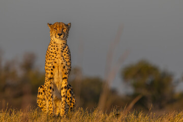 Cheetah in Moremi, Botswana © Cheryl