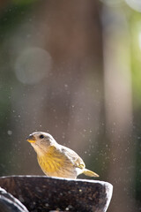 The true ground canary or ground canary (Sicalis flaveola), not to be confused with the canary or domestic canary (Serinus canaria), belongs to the family Thraupidae