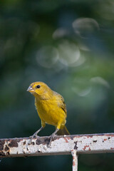 The true ground canary or ground canary (Sicalis flaveola), not to be confused with the canary or domestic canary (Serinus canaria), belongs to the family Thraupidae