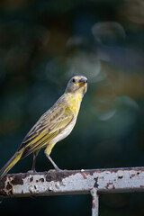 The true ground canary or ground canary (Sicalis flaveola), not to be confused with the canary or domestic canary (Serinus canaria), belongs to the family Thraupidae