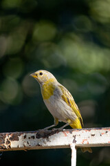 The true ground canary or ground canary (Sicalis flaveola), not to be confused with the canary or domestic canary (Serinus canaria), belongs to the family Thraupidae