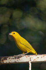 The true ground canary or ground canary (Sicalis flaveola), not to be confused with the canary or domestic canary (Serinus canaria), belongs to the family Thraupidae