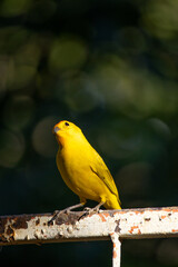 The true ground canary or ground canary (Sicalis flaveola), not to be confused with the canary or domestic canary (Serinus canaria), belongs to the family Thraupidae