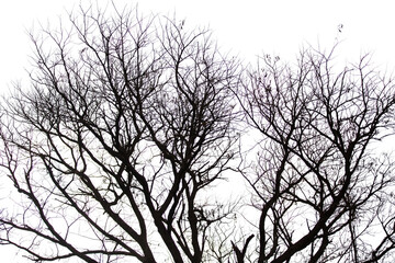 Leafless bare trees isolated on white transparent sky, deciduous plants in African savannah	