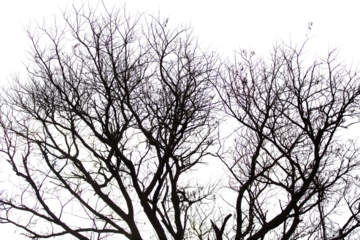 Leafless bare trees isolated on white transparent sky, deciduous plants in African savannah	