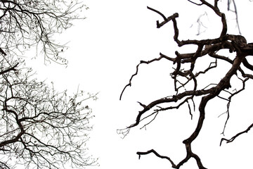 Bare tree branches, isolated on white transparent sky, deciduous plants in winter	