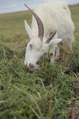 Obraz premium Female goat on a farm in the village