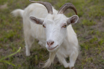 Friendly goat standing on a field