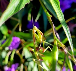 Praying Mantis