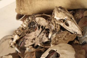 dried animal bones 