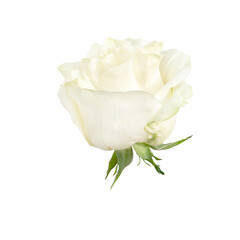 Beautiful single white rose bud isolated on transparent background.