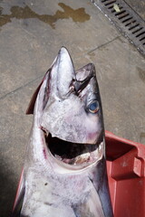 Thunnus thynnus Linnaeus, 1758, known by the common names bluefin tuna or atorro, is one of the...