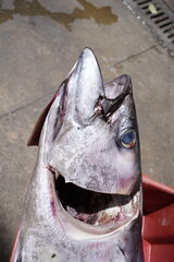 Thunnus thynnus Linnaeus, 1758, known by the common names bluefin tuna or atorro, is one of the...