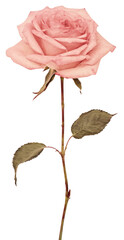 PNG Real Pressed pink rose flower petal plant.