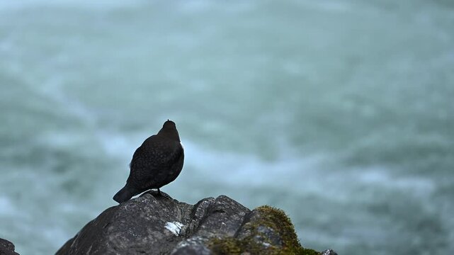 dipper bird standing