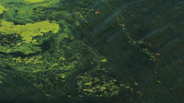 Green stagnant river water with duckweed