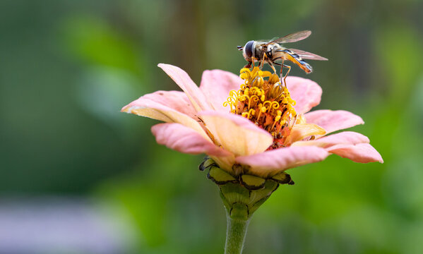 Macro of a hoverfly on a zinnia blossom. save the bees pesticide free environmental protection concept