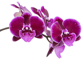 Fleurs d'orchidée phalaenopsis violette © hcast