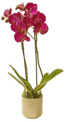 Naklejka premium Orchidée phalaenopsis 2 tiges