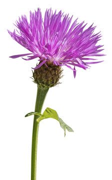 Fleur de Psephellus dealbatus