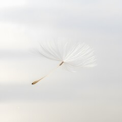 Delicate Dandelion Seed Floating on Gentle Breeze in Soft Light