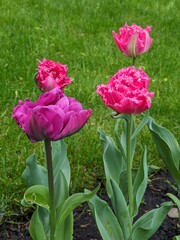 Tulips in the park