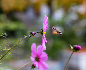 Hummingbird hawk-moth and a pink cosmos blossom with blurred bokeh background