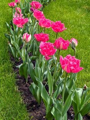 Tulips in the park