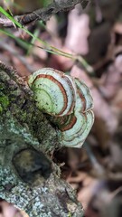 Mushroom