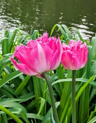Tulips in the park