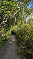 A tranquil forest path surrounded by lush green foliage, leading into the distance under a bright blue sky. A serene escape into nature&rsquo;s embrace