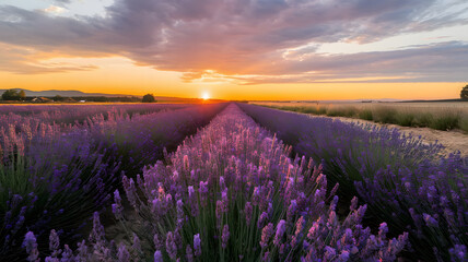 Obraz premium A field of lavender blending into the horizon under a golden orange sunset