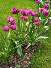 Tulips in the park