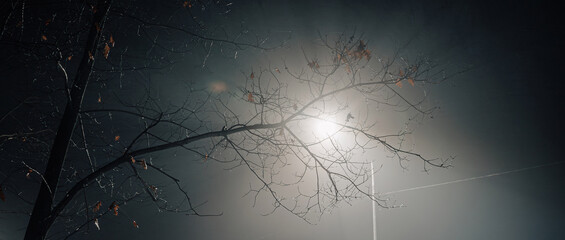 Misty night close-up of a streetlight shining through bare tree branches, creating a moody and ethereal atmosphere.