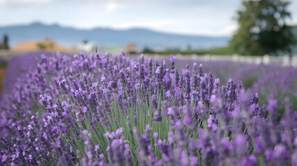 Naklejka premium A field of lavender swaying in the breeze