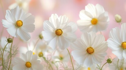 Fototapeta premium Delicate white cosmos flowers on pink background