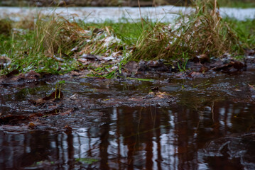 A reflective puddle with fallen leaves and grass, surrounded by frost and ice, capturing a cold and damp natural environment.