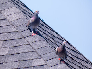 pigeons on the roof