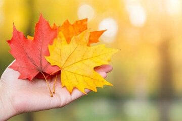 Fototapeta premium A hand holding three leaves, one of which is red and the other two are yellow
