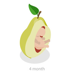 3D Isometric Flat  Illustration of Embryo Monthly Growth Stages. Item 1