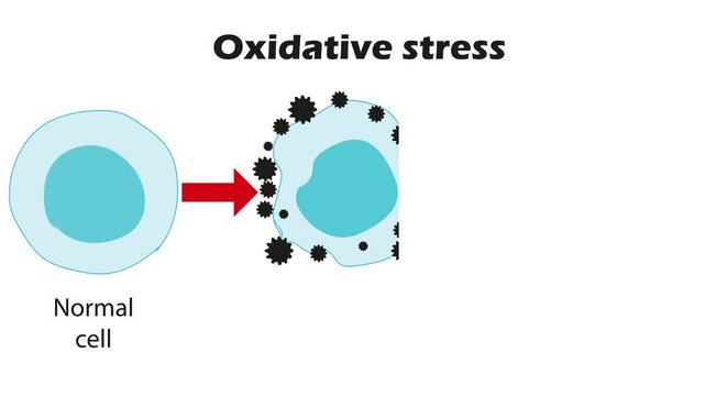 Oxidative stress process in cell.  Animated video 4k.